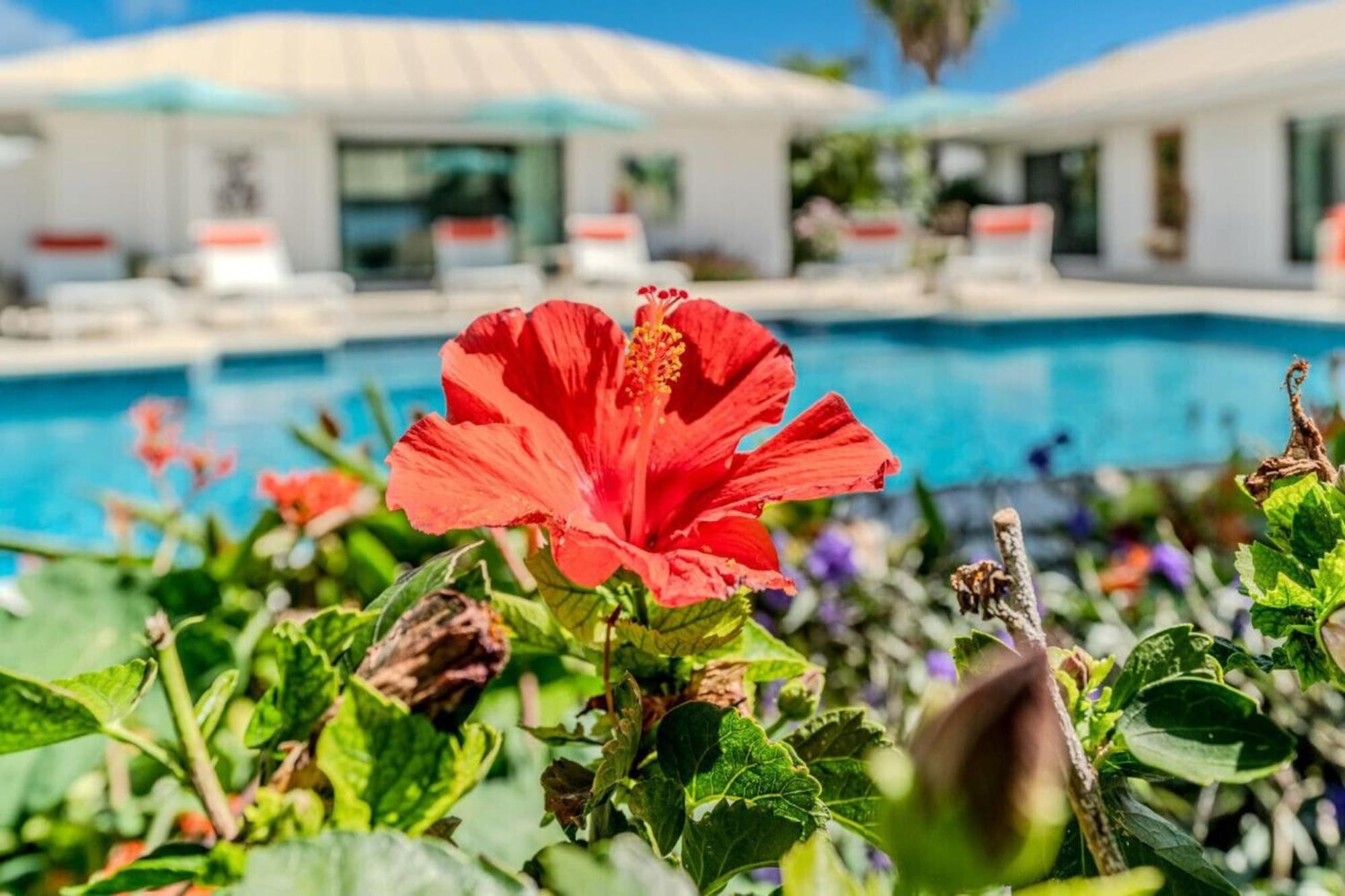 Royal Villa With A Huge Swimming Pool Cowell Battery Exteriör bild